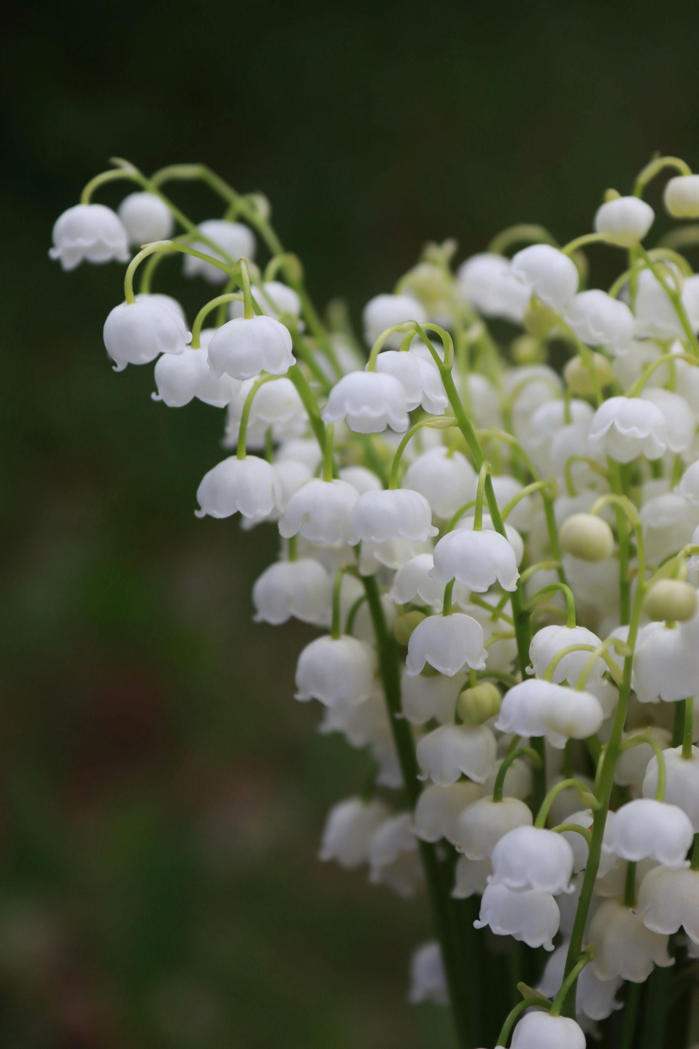 Photo of Lily of the Valley